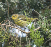 Cape May Warbler at City Point, Hopewell, VA