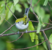 Chesnut-sided Warbler at City Point, Hopewell, VA