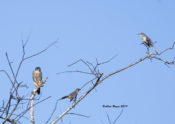 Merlin in the company of Northern Mockingbirds, Northampton County, VA