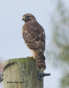 Immature Red-shouldered Hawk in Hopewell, VA
