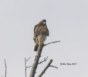 Red-tailed Hawk (abeiticola) in Charles City County, VA