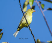 Scarlet Tanager in Northampton County, VA
