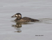 Surf Scoter at West Point , King William County, VA