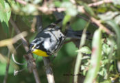 Yellow-throated Warbler at McKay Island NWR, N.C.