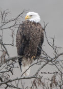 Bald Eagle in Highland County, VA