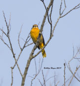 Baltimore Oriole in Charles City County, VA
