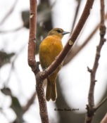 Baltimore Oriole in Charles City County, VA