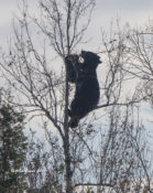 Acrobatic Black Bear feeding up a tree at Alligator River NWR, N.C.