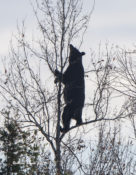 Acrobatic Black Bear feeding up a tree at Alligator River NWR, N.C.