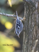 Black-and-White Warbler in Hopewell, VA