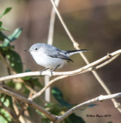Blue-gray Gnatcatcher at Pocosin NWR, North Carolina