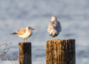 Apparent immature Franklin's Gull at West Point, King William County, VA