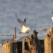 Apparent immature Franklin's Gull at West Point, King William County, VA