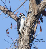 Hairy Woodpecker in Charles City County, VA