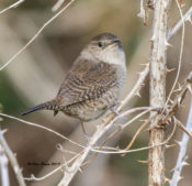 House Wren in West Point, King William County, VA