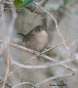 House Wren in West Point, King William County, VA