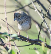 Lincoln's Sparrow in Charles City County, VA