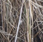 Marsh Wren, very concealed, in Richmond County, VA