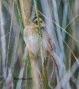 Apparent Nelson's Sharp-tailed Sparrow in Mathews County, VA