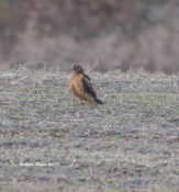 Northern Harrier, immature, in Prince George County, VA