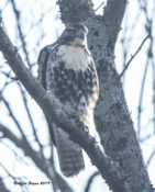 Possible immature Northern Red-tailed Hawk (abeiticola) at Pocosin NWR, North Carolina