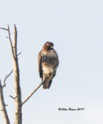 Northern Red-tailed Hawk (abeiticola) continuing in Charles City County, VA