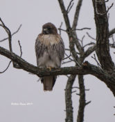 Northern Red-tailed Hawk (abeiticola) in Prince George County, VA