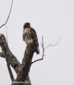 Continuing Northern Red-tailed Hawk (abeiticola) in Charles City County, VA