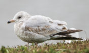 Ring-billed Gull- 1st Cycle- November from Virginia