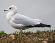 2nd Cycle Ring-billed Gull- November from Virginia
