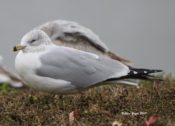 Ring-billed Gull- Adult- Non-Breeding from Virginia