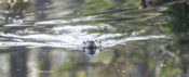 River Otter at Alligator NWR, N.C.