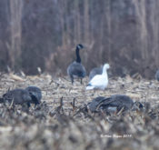 Ross's Goose in Prince George County, VA