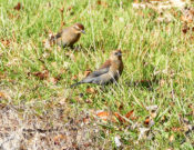 Rusty Blackbird in Highland County, VA