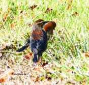 Rusty Blackbird in Highland County, VA