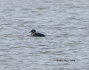 Continuing Surf Scoter at West Point, King William County, VA