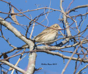 Vesper Sparrow in Charles City County, VA