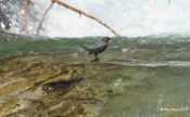 American Dipper from Montana