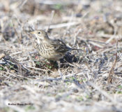 American Pipit in Prince George County, VA