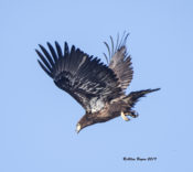 Immature Bald Eagle in Richmond County, VA