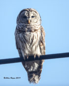 Barred Owl in Charles City County, VA