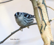 Black & White Warbler observed at City Point, Hopewell, VA