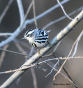 Black-and-white Warbler in Hopewell, VA