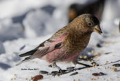 Brown-capped Rosy-Finch from Sandia Crest, New Mexico