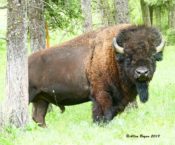 Bison from Montana