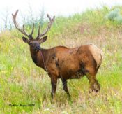 Elk from Montana
