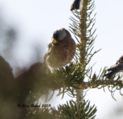 Gray-crowned Rosy-Finch from New Mexico