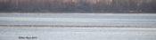 A portion of gulls on tidal flats in James River off of City Point, Hopewell, VA