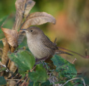 One of two House Wrens in West Point, VA