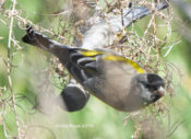 Lawrence's Goldfinch from Arizona